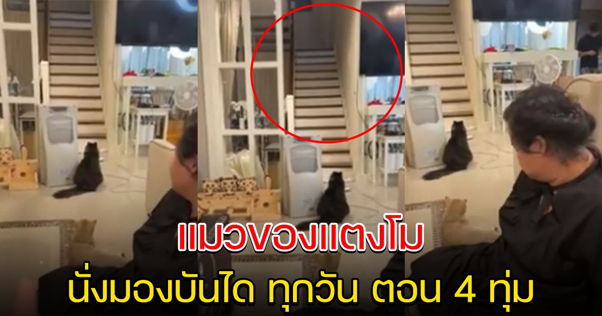 แมว 3 ตัวของ แตงโม ชอบนั่งมองบันไดทุกวัน ตอน 4 ทุ่ม