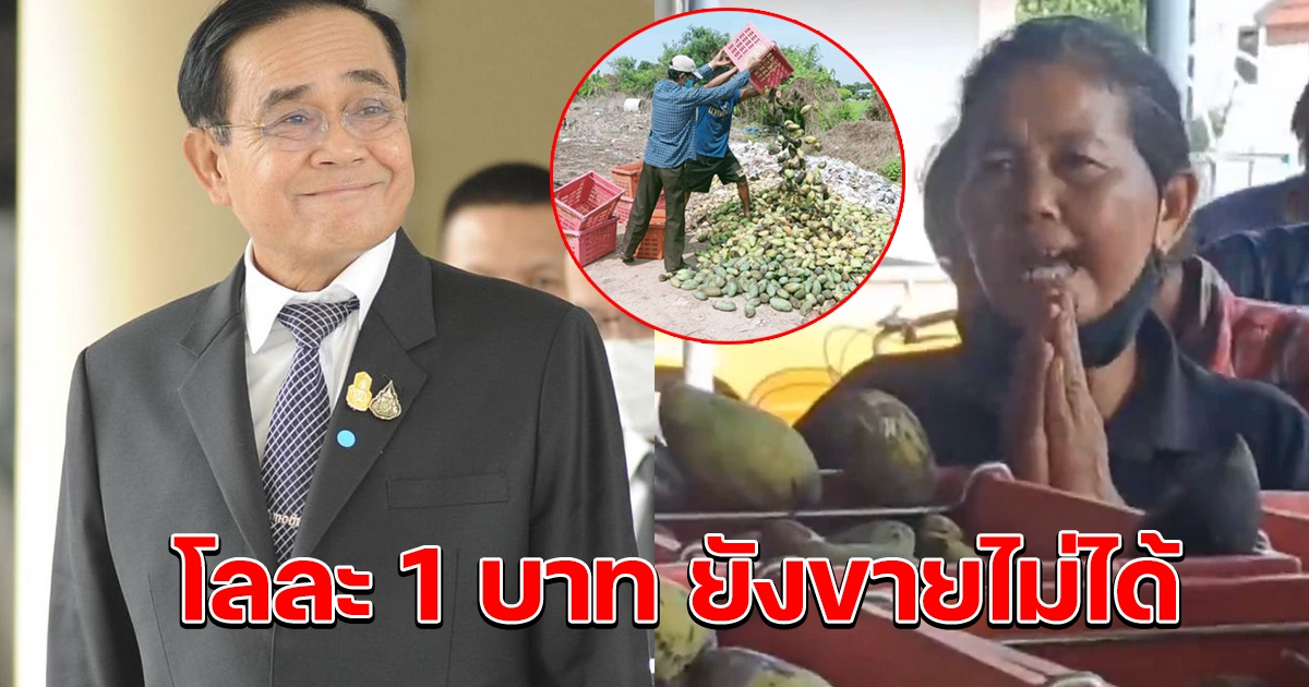 ชาวสวนมะม่วง วอนนายกช่วยเหลือบ้าง