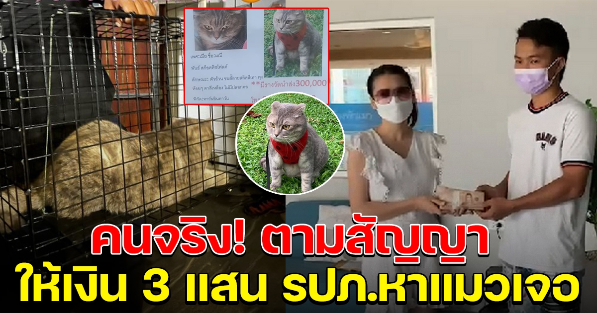 ตามสัญญา เจ้าของแมว น้องมณี มอบเงิน 3 แสน ให้ รปภ.คนแรกที่เจอ