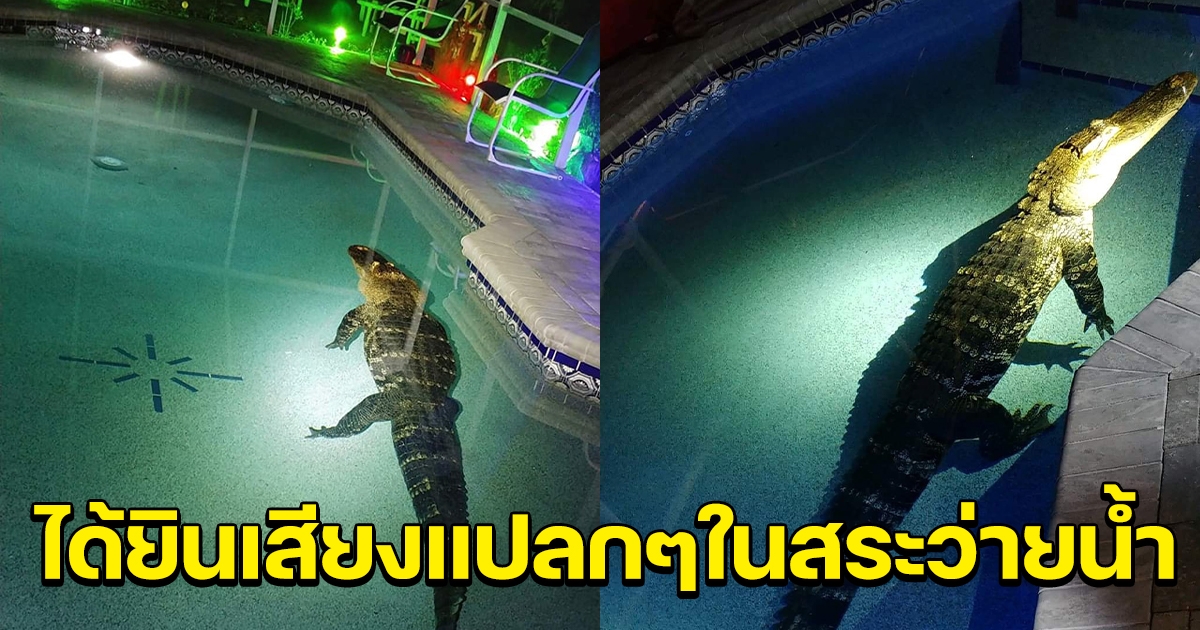 คนในบ้าน ได้ยินเสียงแปลกๆที่สระว่ายน้ำ