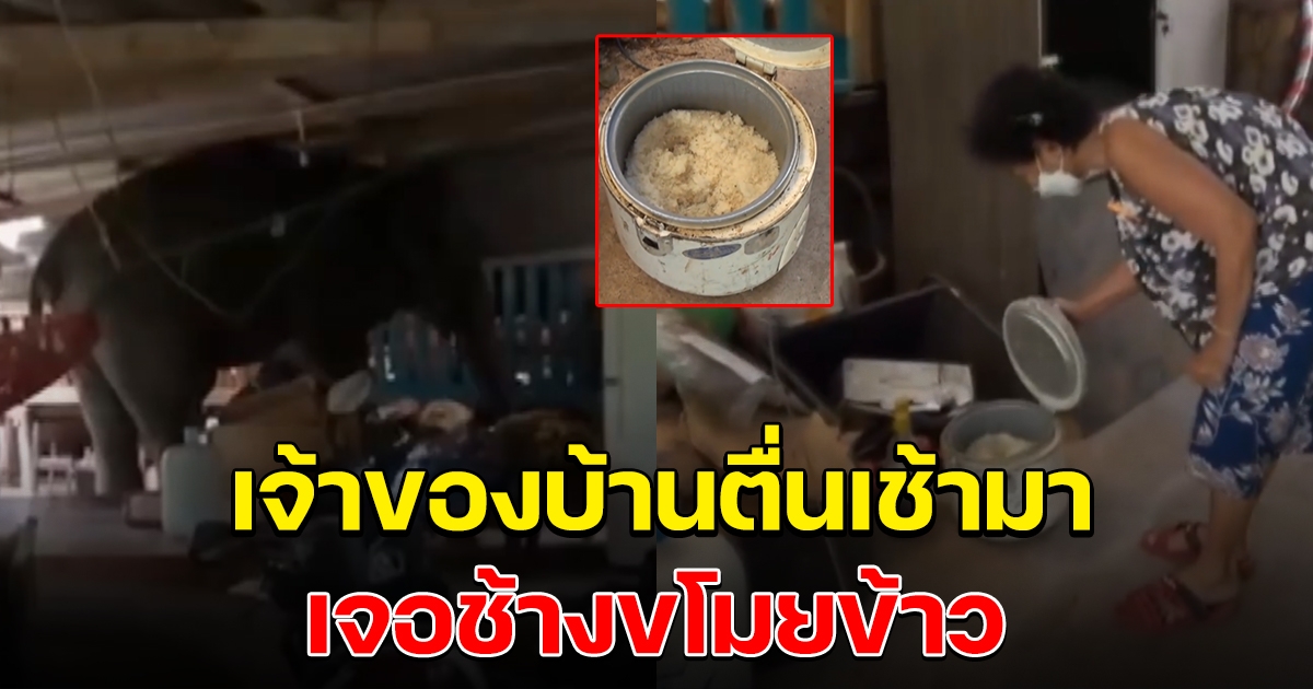 เจ้าของบ้านตื่นมา เจอช้างบุกกินข้าวในหม้อ