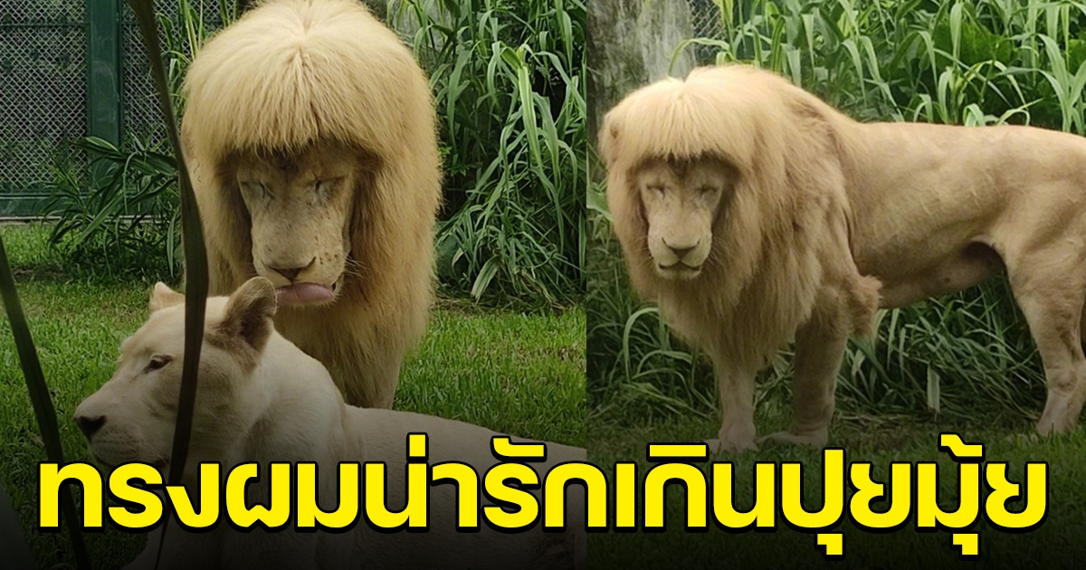 ฮือฮา สิงโตหนุ่ม กับทรงผมของเขา