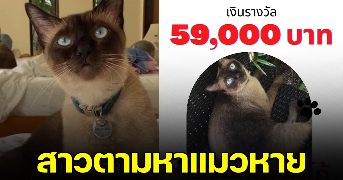สาวประกาศตามหาแมว ใครช่วยพาน้องกลับบ้านได้ 59,000 บ.