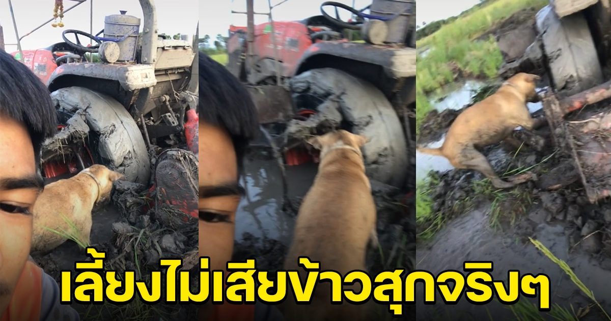 เจ้าตูบแสนรู้ ช่วยขุดดินโคลนออกจากรถไถ ที่ติดหล่ม