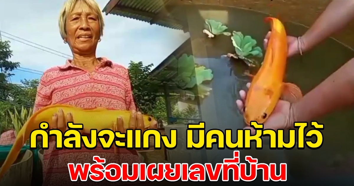 ยายเจอปลาช่อนสีทอง กำลังจะทำแกงแซ่บๆ เพื่อนบ้านห้ามไว้