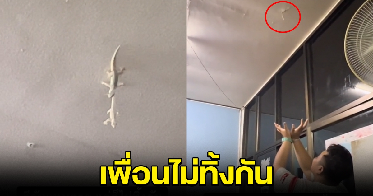 เพื่อนไม่ทิ้งกัน จิ้งจก กำลังจะหล่นลงจากเพดาน