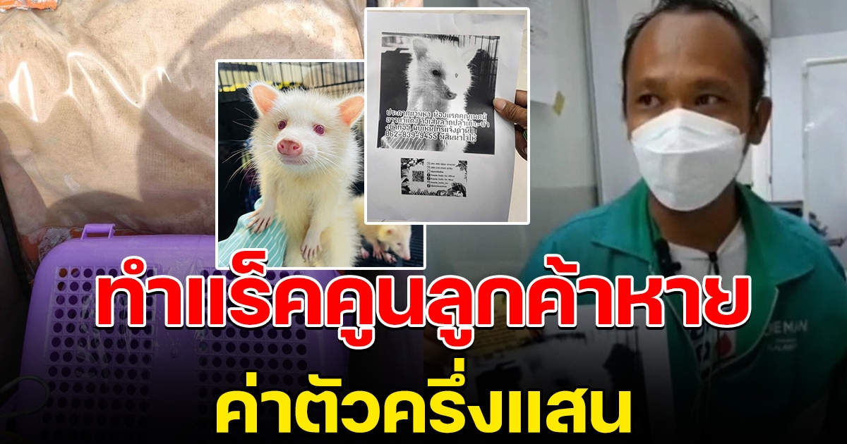 หนุ่มไรเดอร์ ทำแร็คคูนค่าตัวครึ่งแสน หลุดหายกลางทาง