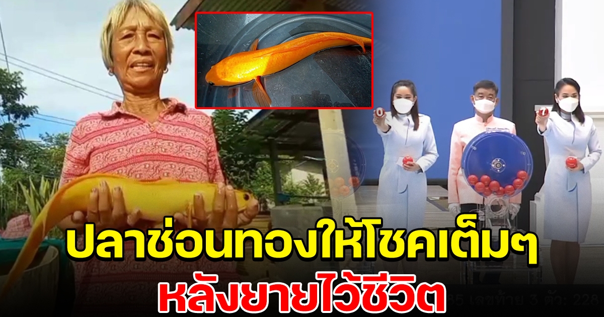 เฮลั่นบ้าน ปลาช่อนสีทองที่คุณยายเจอ