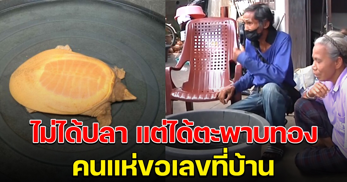 ลุงไปตกปลา แต่ได้ตะพาบสีทอง พร้อมเผยเลขที่บ้าน