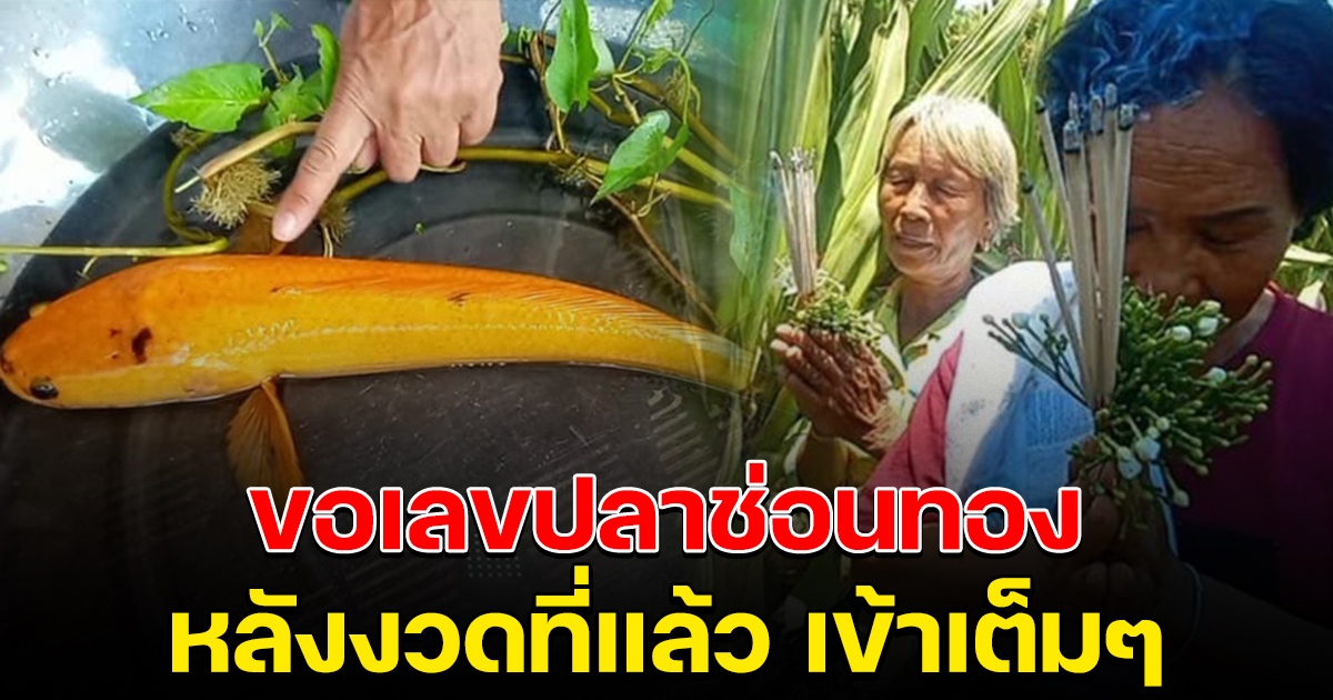 ชาวบ้านขอเลข ปลาช่อนสีทอง