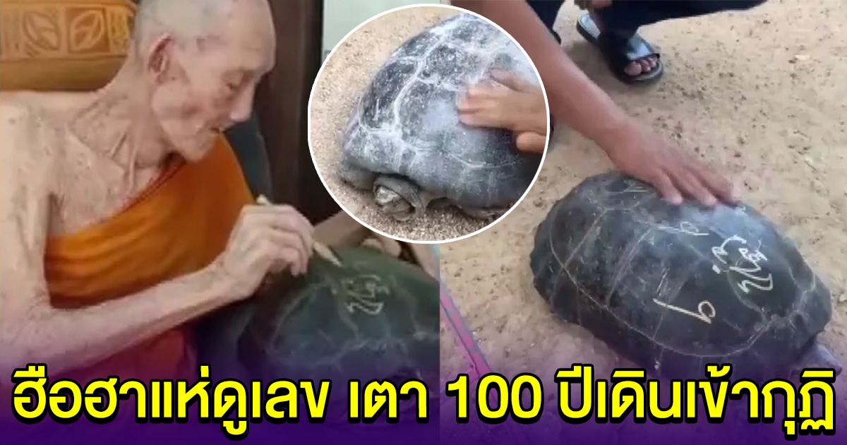 ชาวบ้านฮือฮา เต่า 100 ปีเดินเข้ากุฎิ เชื่อผูกพันธ์กับหลวงปู่ฮก ไม่พลาดแห่หาซื้อเลข