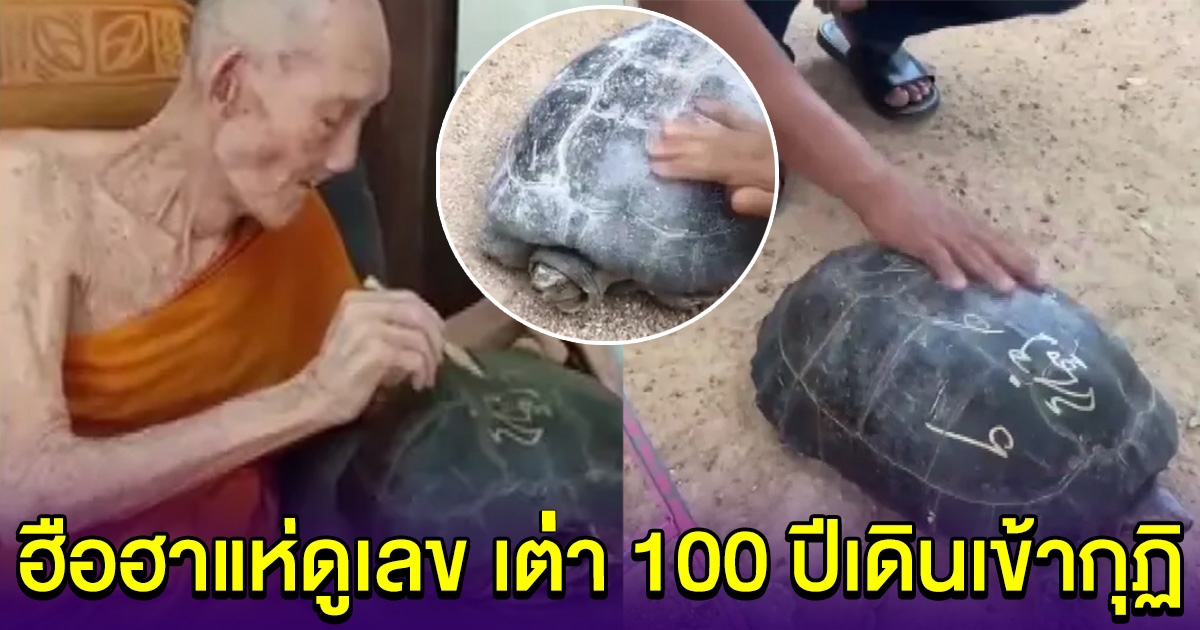 ชาวบ้านฮือฮา เต่า 100 ปีเดินเข้ากุฎิ พบหลวงปู่ฮก ไม่พลาดแฮ่ส่องเลข