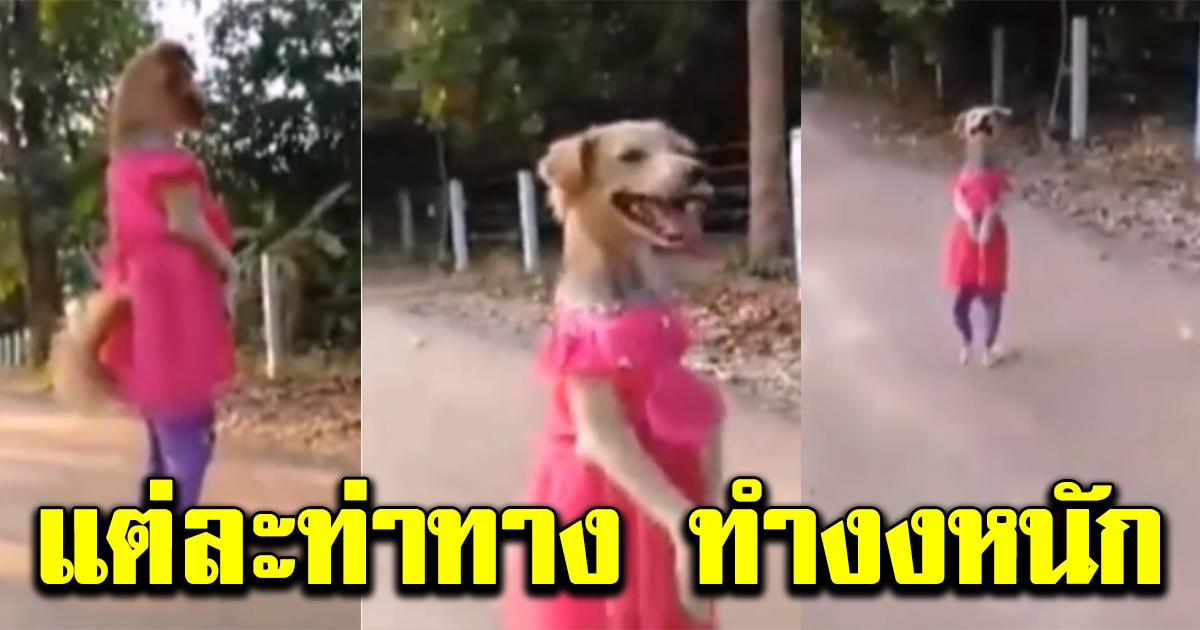 สุนัขเดินชิวโชว์เดิน2ขา