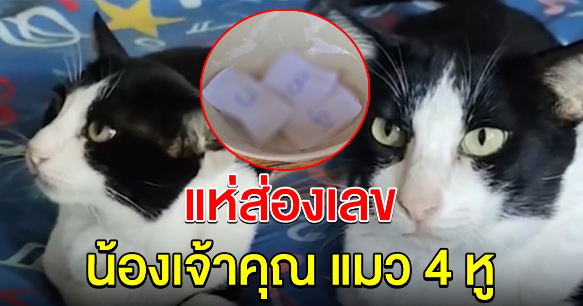 ฮือฮา น้องเจ้าคุณ แมว 4 หู ล่าสุดเขี่ยเลขให้ 3 ตัวตรง