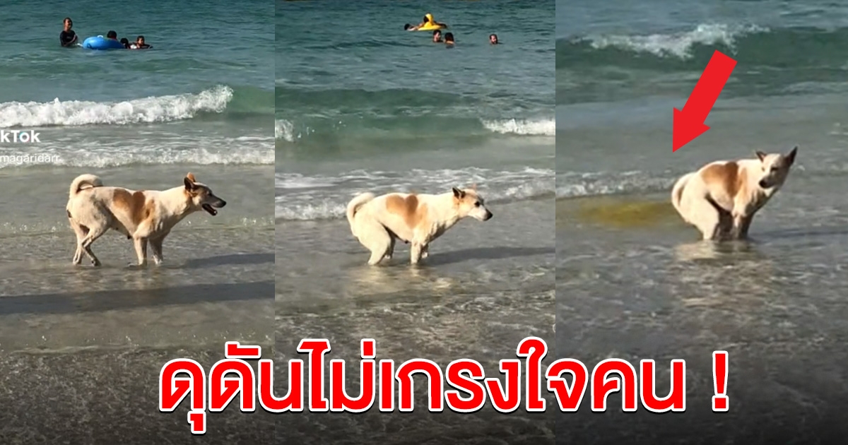 สาวถ่ายคลิป เห็นสุนัขลงทะเล นึกว่าจะเล่นน้ำ
