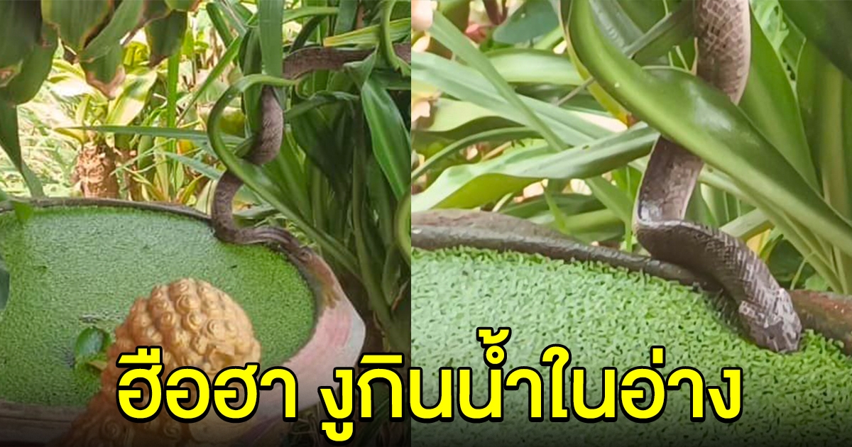 ชาวบ้านฮือฮา งูเลื้อมากินน้ำในอ่าง เชื่อมาให้โชค