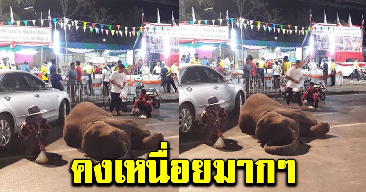 ภาพช้างนอนหมดแรงอยู่ริมถนน หลังถูกบังคับให้ออกมาเดินหากิน