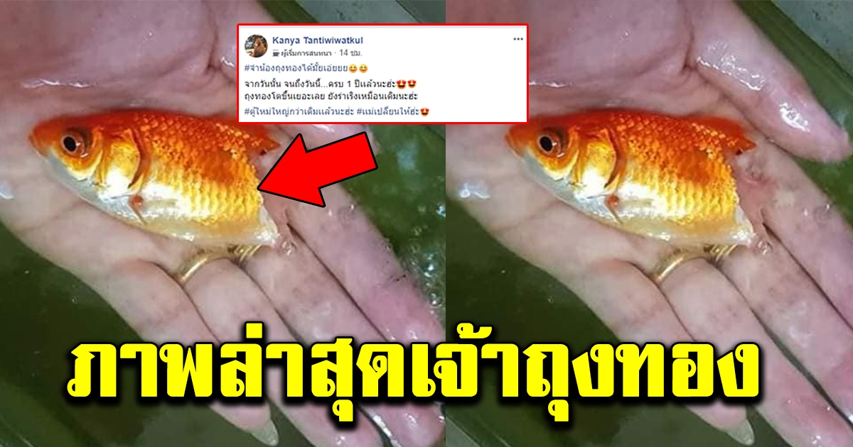 ภาพปัจจุบันเจ้า ถุงทอง