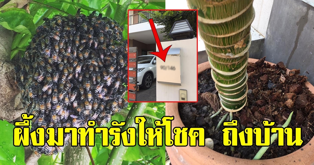 สาวสวยโพสต์ผึ้งเข้ามาทำรังที่บ้าน โซเชียลแห่ซื้อเลขที่บ้าน
