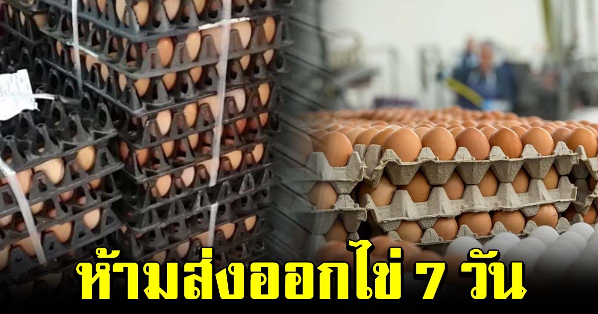 เตือนกักตุนไข่มีโทษหนัก ห้ามส่งออก ไข่ 7 วัน แก้ปัญหาขาดตลาด