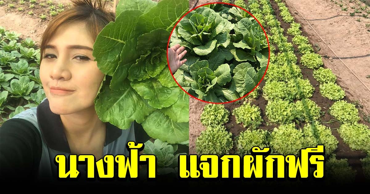 ชื่นชม นางฟ้าบนดิน ปลูกผักแจกฟรี