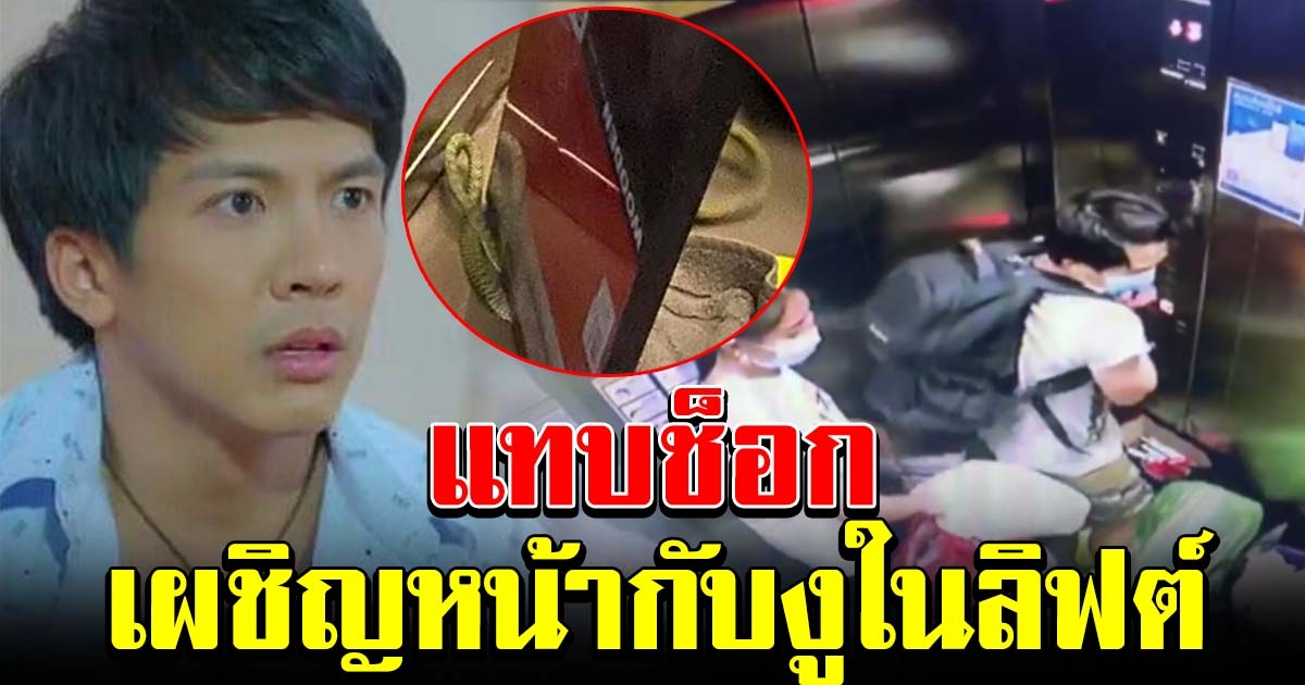 นักร้องดังแทบช็อก กำลังลงลิฟต์ จู่ๆมีงูเลื้อยเข้ามา กลั้นหายใจจนถึงชั้นสุดท้าย