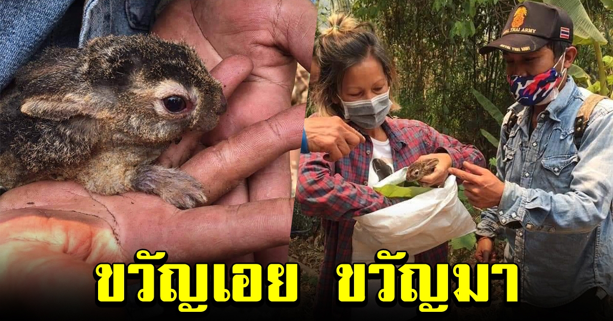 ขวัญเอย ขวัญมา กระต่ายน้อย กระโดดหนีจากเปลวเพลิง