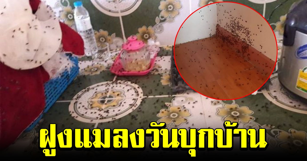 ชาวบ้านผวา ฝูงแมลงวันนับหมื่น บุกบ้าน หวั่นเป็นพาหะนําโรค