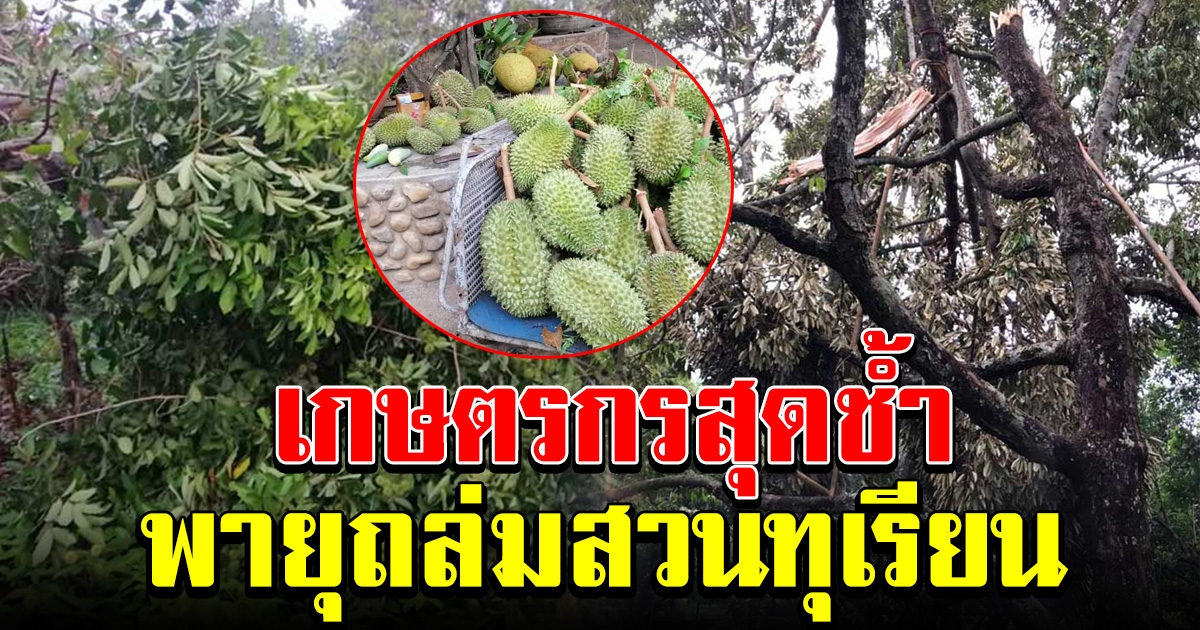 ชาวสวนสุดช้ำ พายุซัดทุเรียน เสียหายหลายร้อยลูก