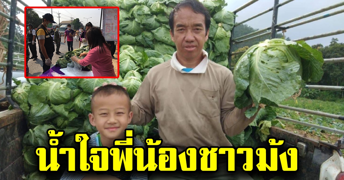 น้ำใจพี่น้องชาวม้ง ร่วมแจกกระหล่ำปลีช่วยเหลือผู้ที่ได้รับผลกระทบ COVID19 ร่วม 30 ตัน