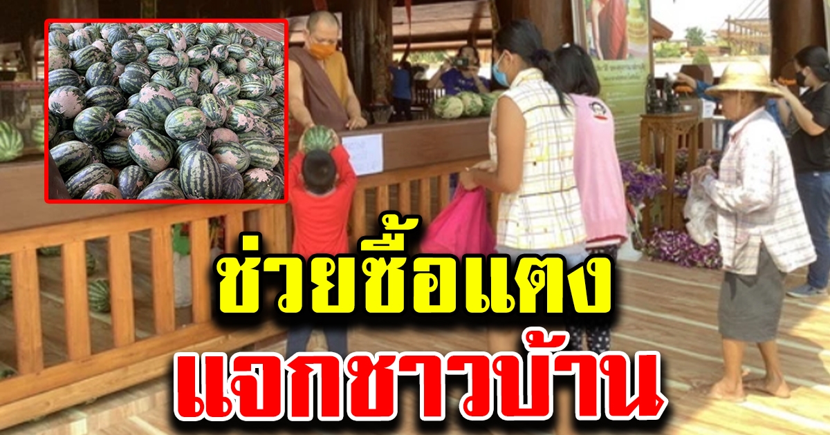 วัดช่วยซื้อแตงโม 5 พันกิโล แจกชาวบ้าน หลังเกษตรกรขายไม่ได้