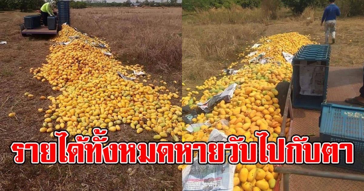 พ่อค้า จำใจทิ้งมะม่วงสุกทั้งร้าน ต้องมาเห็นรายได้ทั้งหมดหายวับไปกับตา