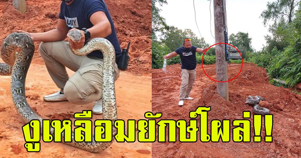 เจ้าของที่ปรับหน้าดิน งูเหลือมยักษ์โผล่ คนตาดีส่องเลขเสาไฟ