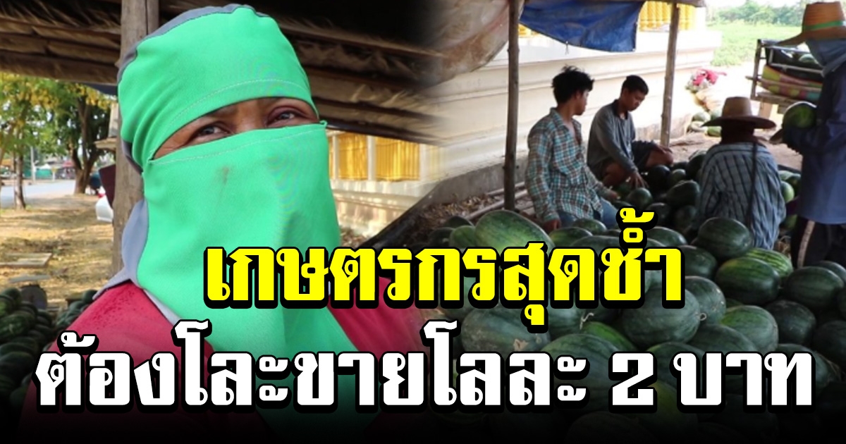 เกษตรกรโอด ปลูกแตงโม ลงทุนนับแสน ส่งนอกไม่ได้ ต้องเอามาโละขาย