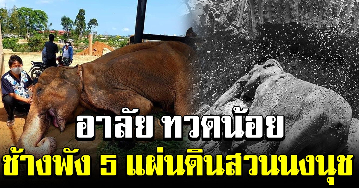 อาลัย ทวดน้อย ช้างพัง 5 แผ่นดินสวนนงนุช พัทยา จากไปอย่างสงบ