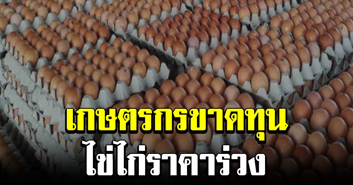ไข่ไก่ล้นตลาด ทำราคาร่วง เกษตรกรวอนพาณิชย์ ตรวจสอบพ่อค้าคนกลาง