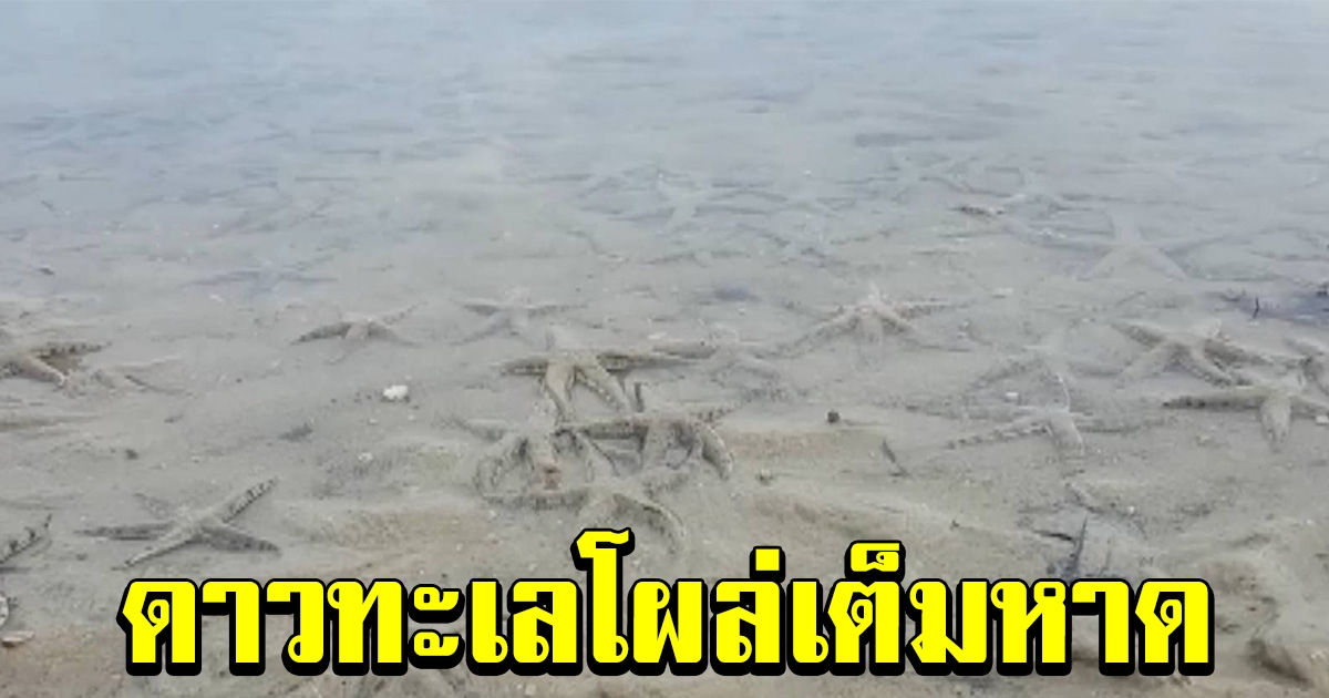ดาวทะเลนับพัน โผล่ทั่วหาดอ่าวเสี้ยว