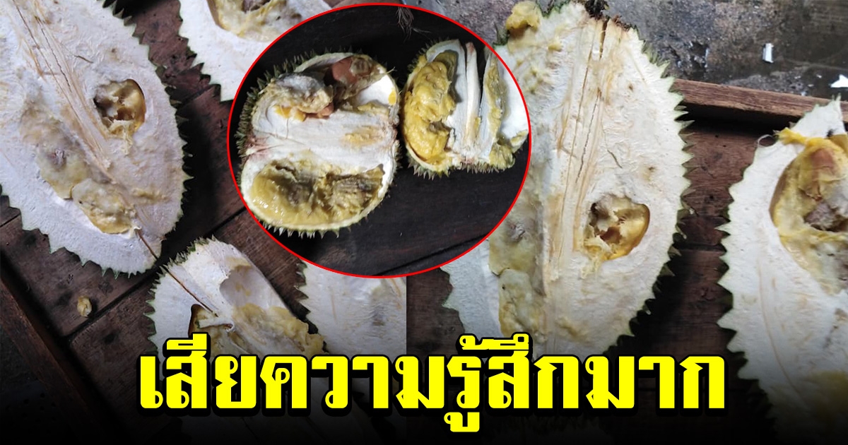 หนุ่มซื้อทุเรียนตลาดดัง หมดไป 6000 แต่ต้องผิดหวัง