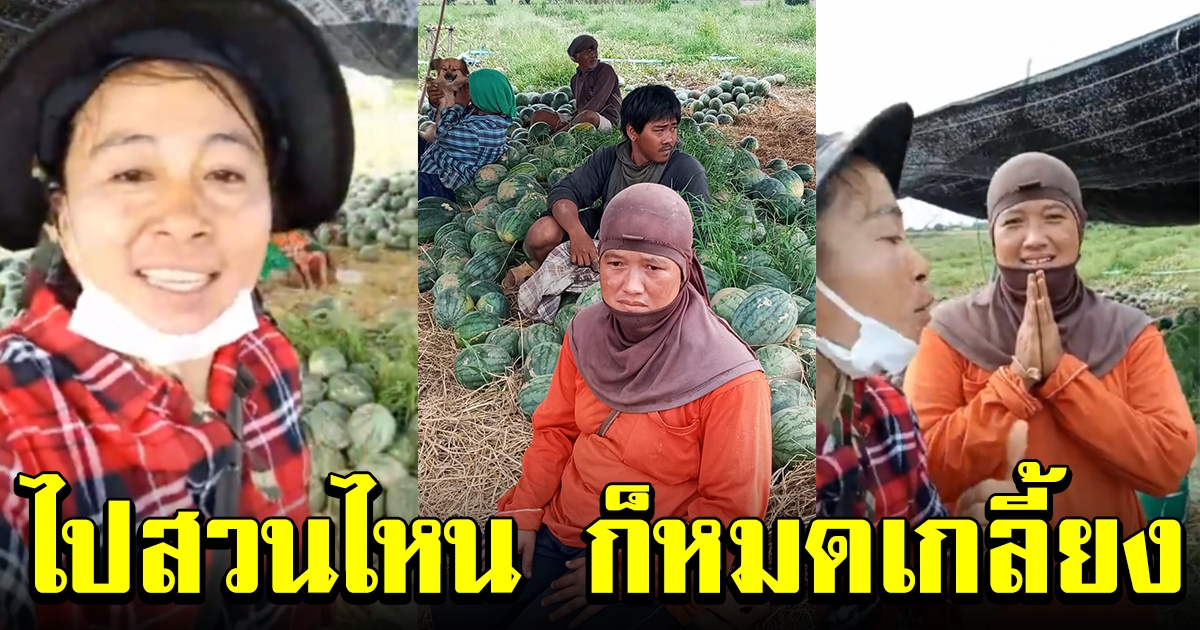 สาวใจบุญ เคยไลฟ์ขายแตงโมเกลี้ยงสวน รู้ข่าวชาวสวนสุโขทัยเดือดร้อน รุดช่วยเต็มกำลัง