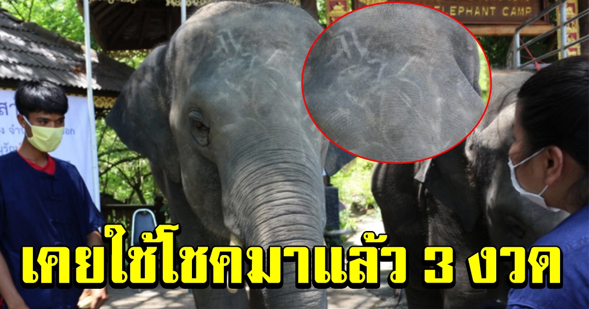 แห่ส่องลายเส้น บนหัวพลายดอย