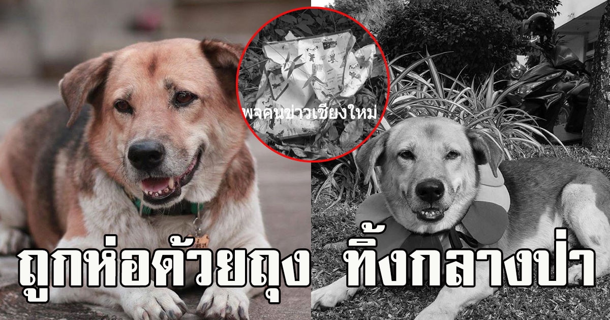 เจอตัวแล้ว พี่เตี้ย มช. ถูกหอด้วยถุงหิ้วสีขาวลายการ์ตูน ทิ้งไว้กลางป่า