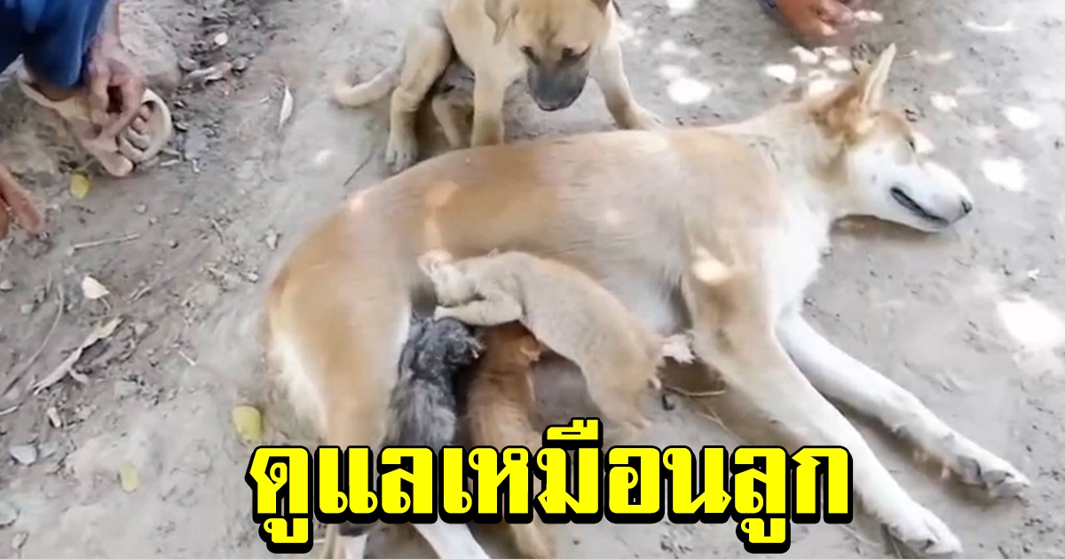 แม่สุนัขใจดี ให้ 3 ลูกแมวกำพร้า กินนม เลี้ยงเหมือนลูกแท้ๆ