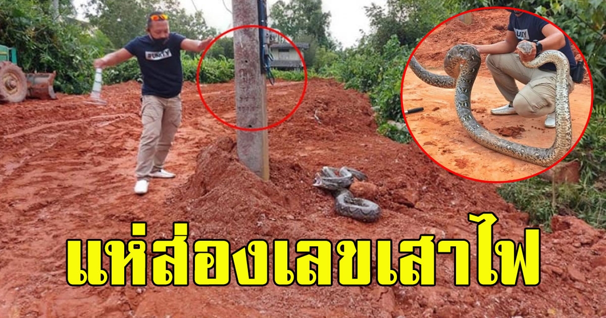 เจ้าของที่ปรับหน้าดิน งูเหลือมยักษ์โผล่ คนแห่ส่องเลขเสาไฟ