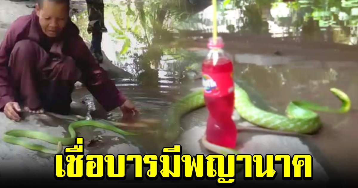จนท บุกตรวจสอบ งูเขียวเล่นน้ำ พบแปลกกว่างูทั่วไป ชาวบ้านเชื่อบารมีพญานาค