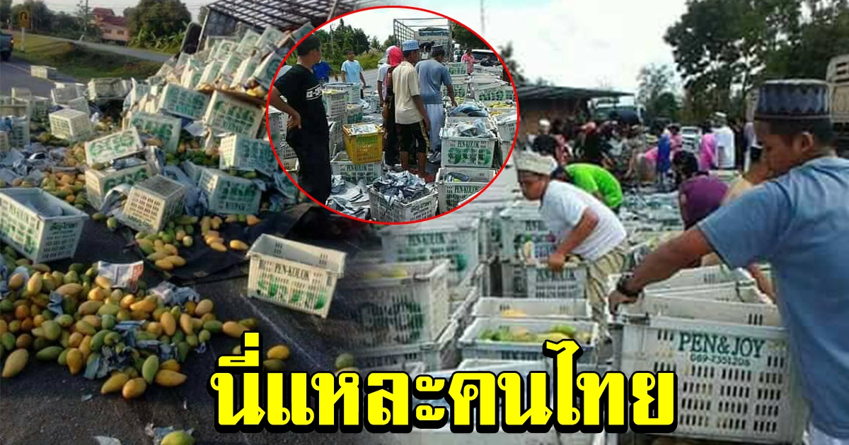 หนุ่มเห็นชาวบ้าน แห่มาขนมะม่วง