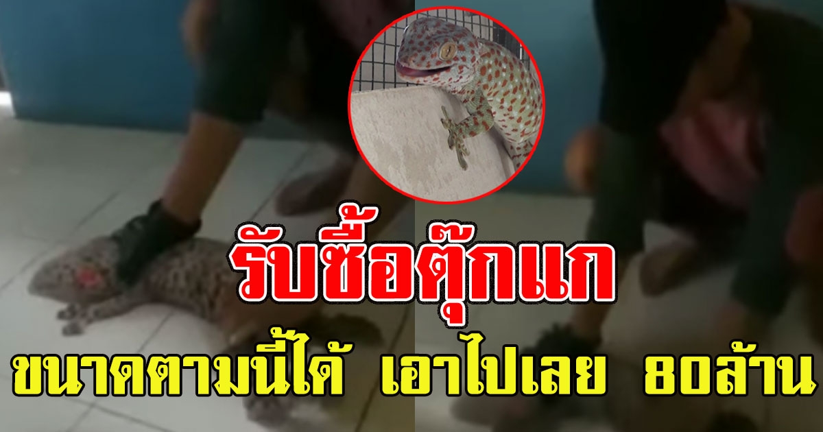 รับซื้อตุ๊กแก ถ้าหาขนาดตามนี้ได้ เอาไปเลย 80ล้าน