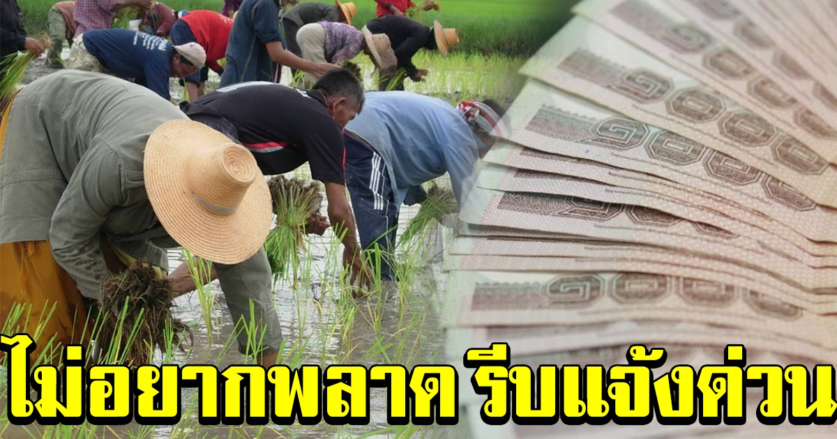 เงินช่วยเหลือ เกษตรกร ยังโอนไม่ได้อีก 4.3 แสนราย