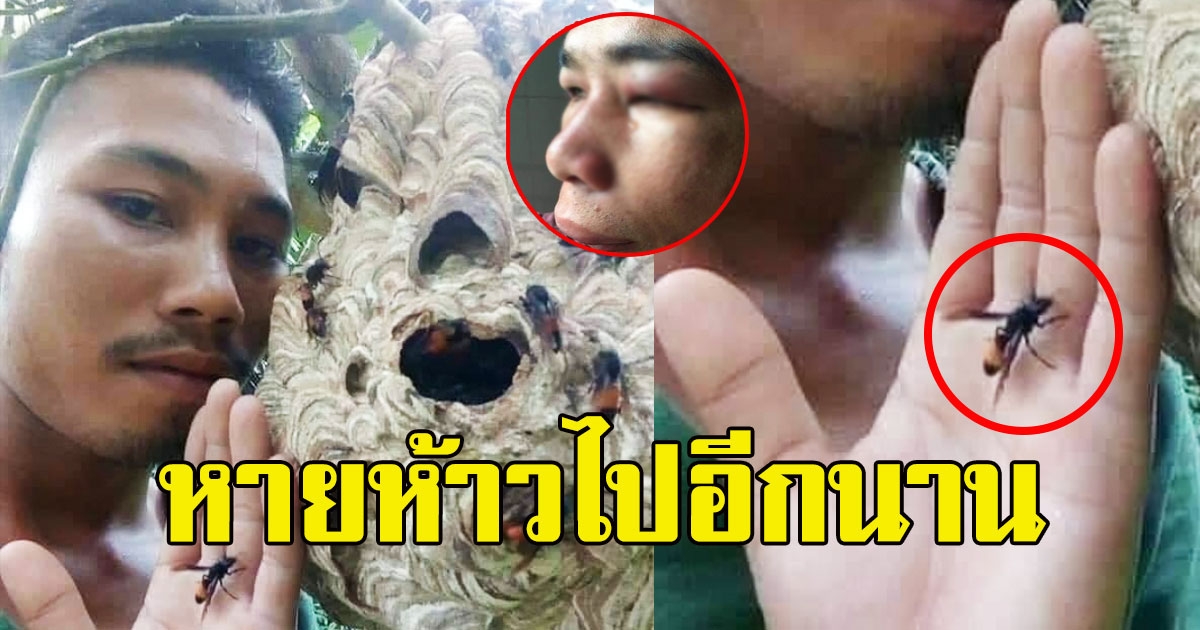 หนุ่มโชว์เหนือ ยืนถ่ายรูปแนบชิดรังต่อ ขอสัมผัสน้องด้วยมือเปล่า สุดท้ายจำแทบไม่ได้