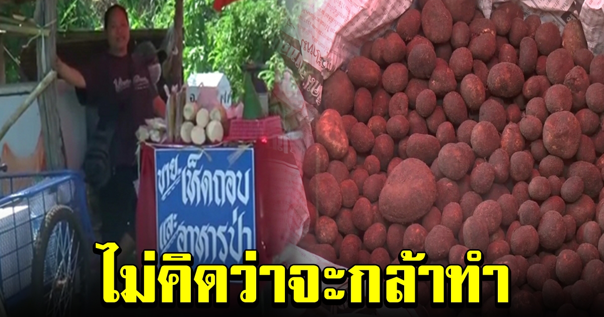 แม่ค้าดีใจ มีคนมาซื้อเห็ดเผาะ หลังราคาพุ่งถึง ก.ก.ละ 540 แต่สุดท้ายงานเข้า