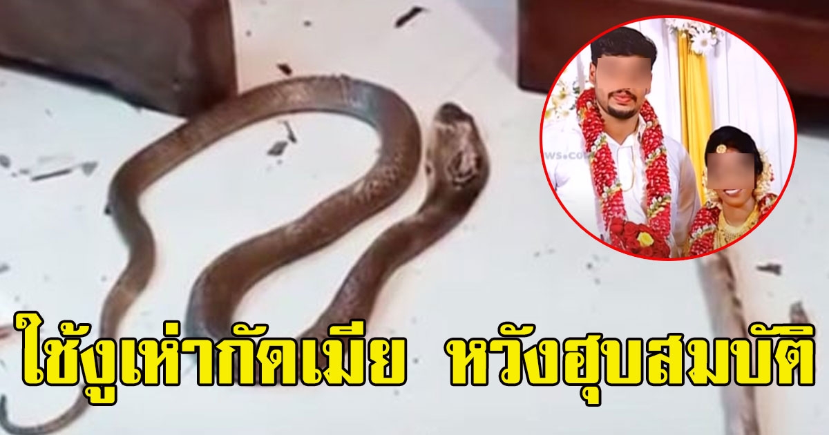 หนุ่มใช้ งูเห่า กัดเมียให้เสียชีวิตตอนหลับ หวังฮุบสมบัติ
